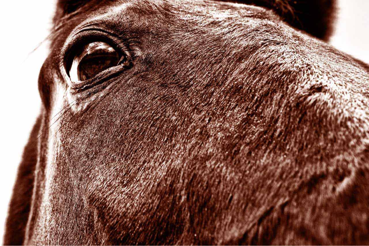 PONY branding + digital design Logo